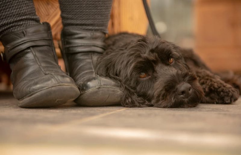 Why is My Dog Pooping In My Shoes? Great Pet Care