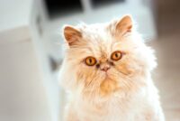 Feline Lower Urinary Tract Disease (FLUTD)
