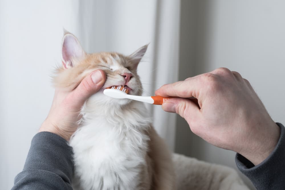 Brushing a cat's teeth