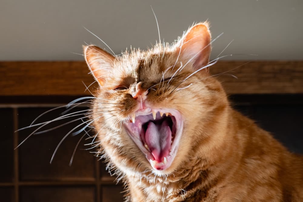 A cat showing symptoms of gingivitis