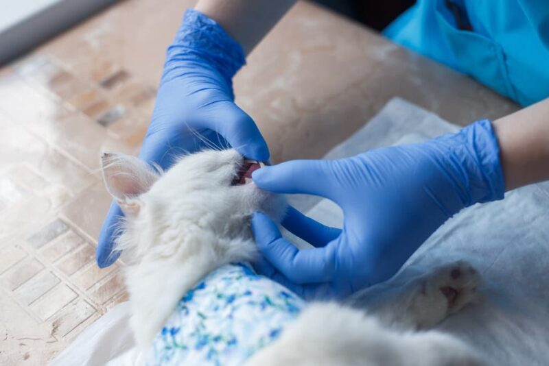Gingivitis in Cats Great Pet Care