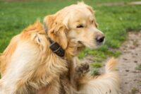 Hot Spots on Dogs