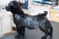 Mange in Dogs
