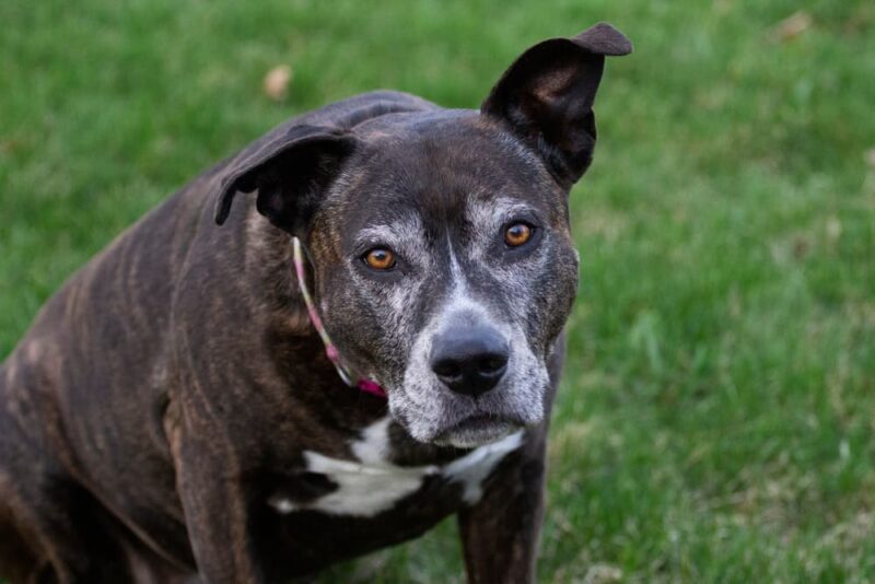 Meningitis in Dogs Great Pet Care