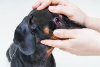 Red Eyes in Dogs