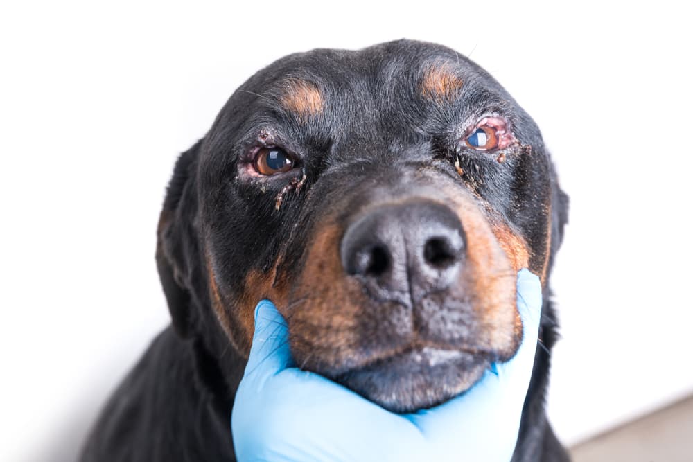 what causes redness around a dogs eyes