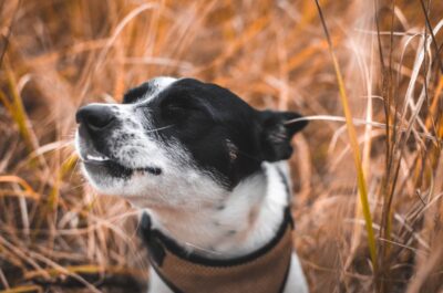Reverse Sneezing in Dogs Great Pet Care