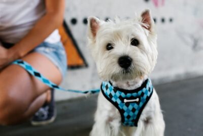Reverse Sneezing in Dogs Great Pet Care