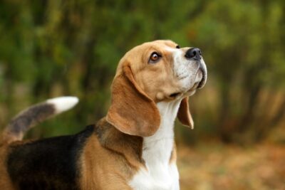 Reverse Sneezing in Dogs Great Pet Care