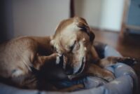 Staph Infection in Dogs