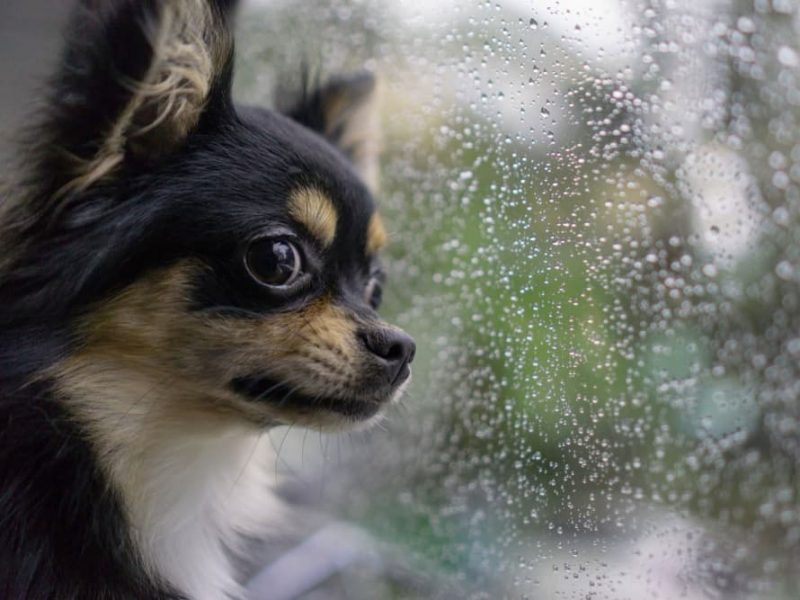 Why Is My Dog Afraid of Thunder? Great Pet Care