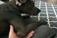 All About Dog Hygromas
