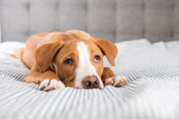 Dog Vomiting Yellow: Causes and Treatment