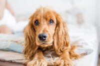 Dog Vomiting Yellow: Causes and Treatment