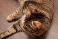 Ringworm in Cats