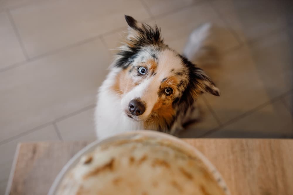 Dog looking at table food