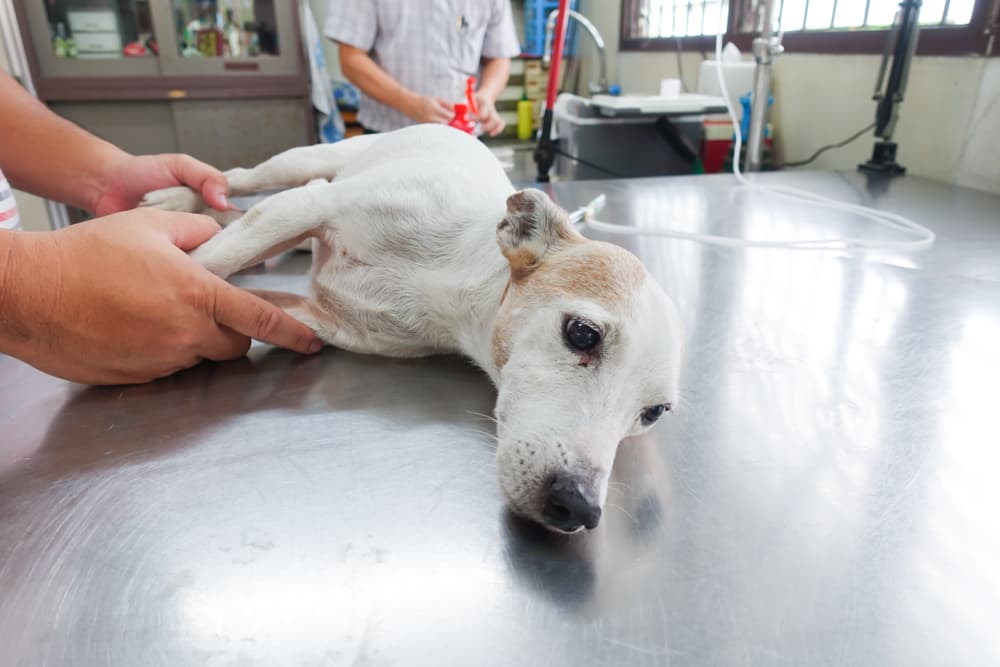 Veterinarian giving dog intravenous fluids