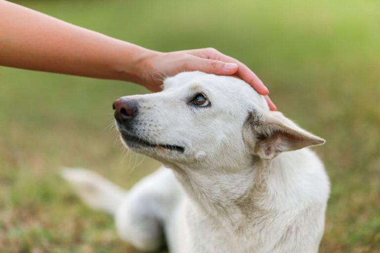 Dog with Addison's disease