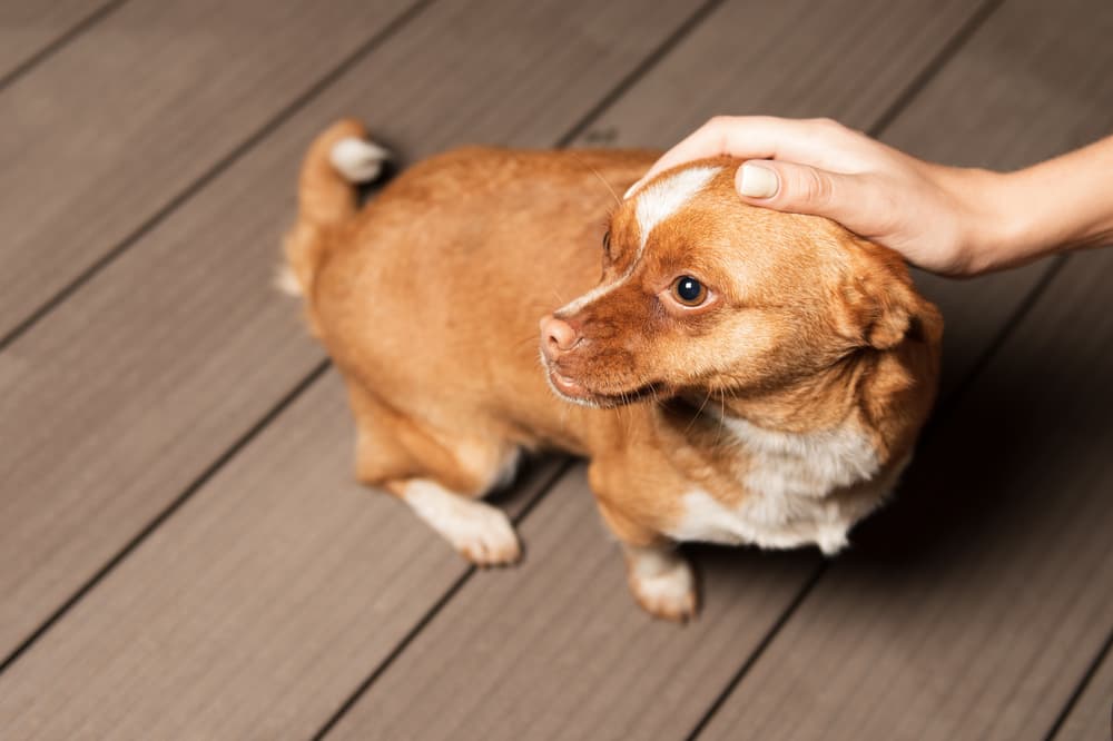 what causes gastroenteritis in dogs