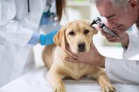 Skin Hematoma in Dogs