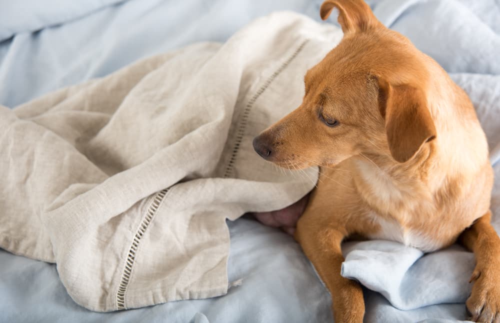 how to treat mastitis at home for dogs