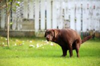 Cerenia for Dogs