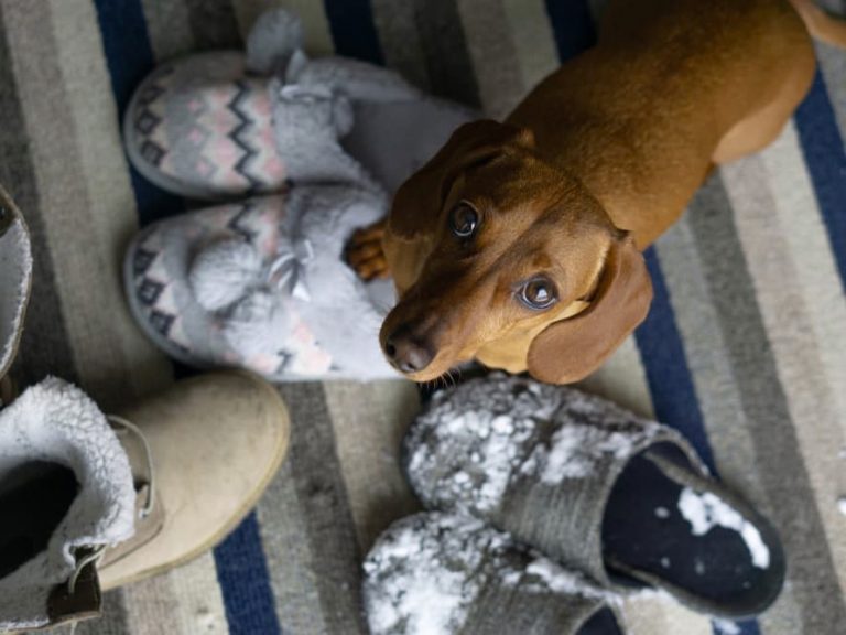 how to clean dog poop off shoes