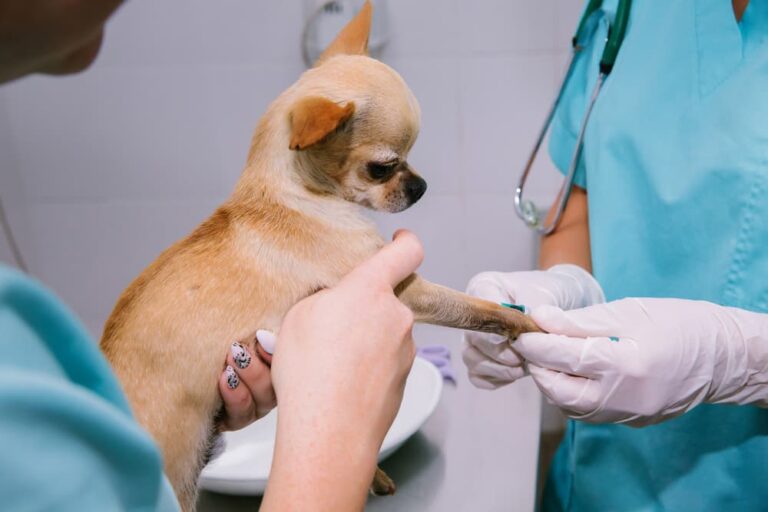 Image showcasing Autoimmune Diseases in Dogs | Great Pet Care