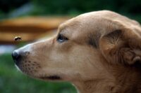 What to Do If Your Dog is Stung By a Bee