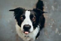 Milk Thistle for Dogs: Benefits and Uses