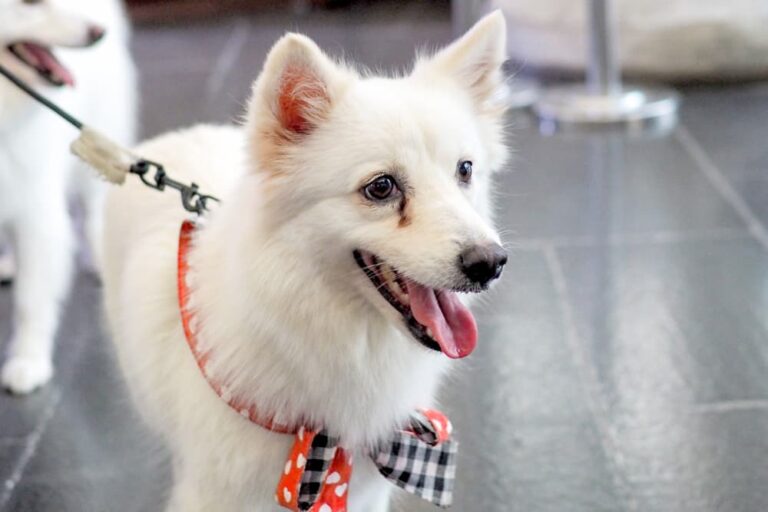 How to Get Rid of Tear Stains on Dogs Great Pet Care