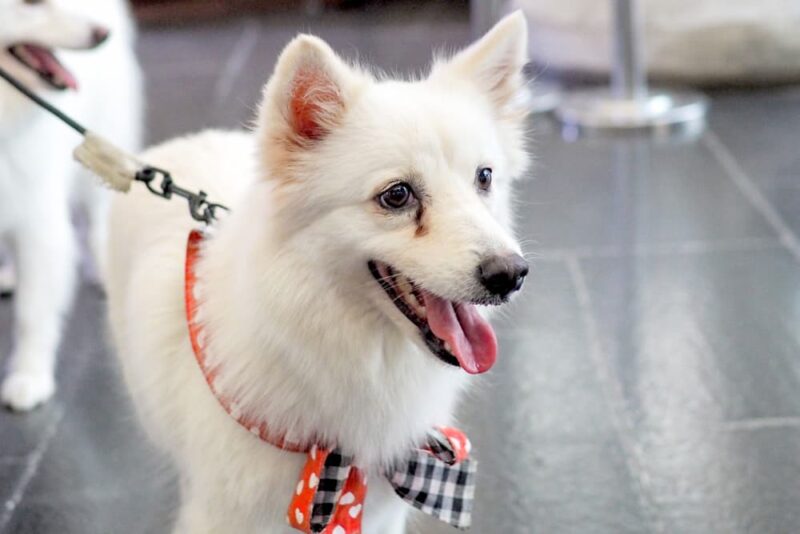 How to Get Rid of Tear Stains on Dogs | Great Pet Care