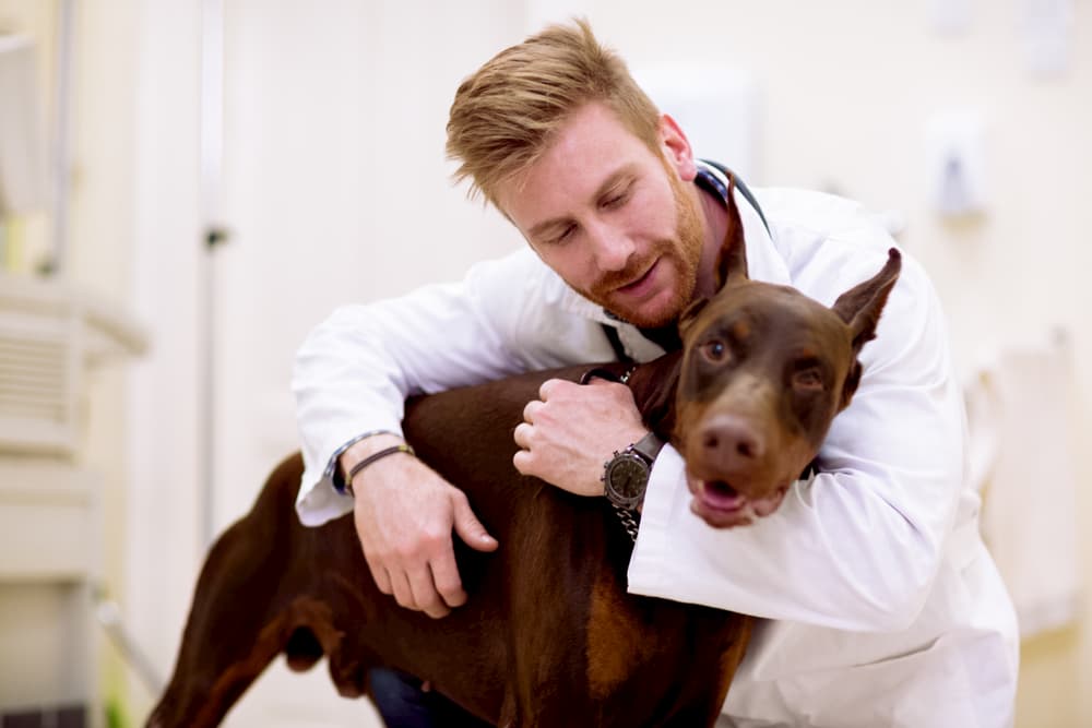 Veterinarian hugging dog