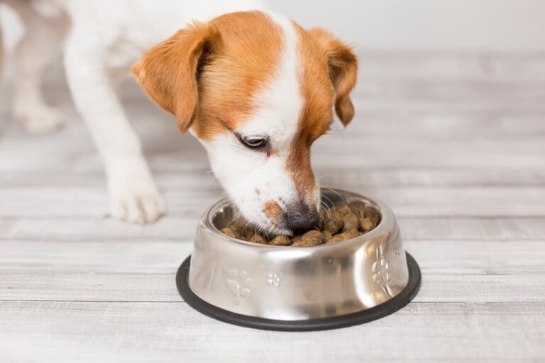 can a change in dog food cause diarrhea