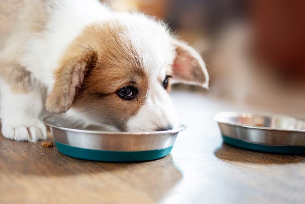 Cute dog eating food