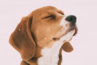 Gabapentin for Dogs