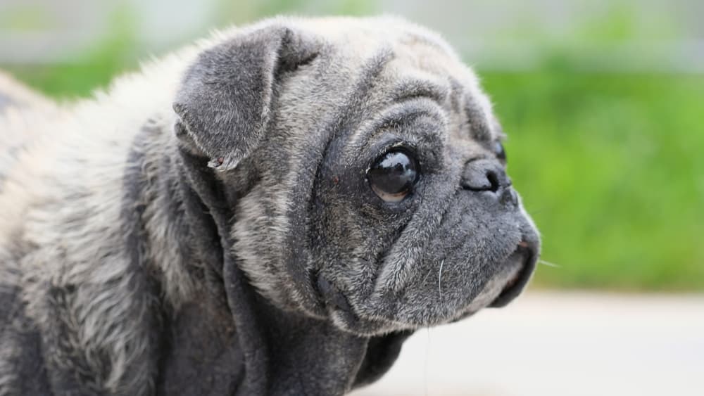 causes of seborrhea in dogs