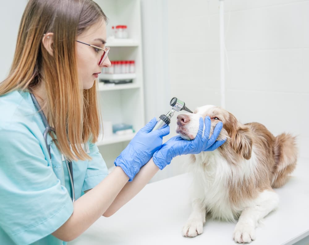 Veterinarian examining dog's eyes