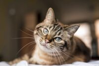 Heart Failure in Cats