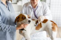 Pyometra in Dogs
