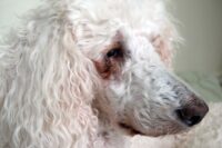 How to Get Rid of Tear Stains on Dogs