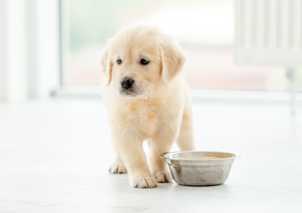 puppy eating food