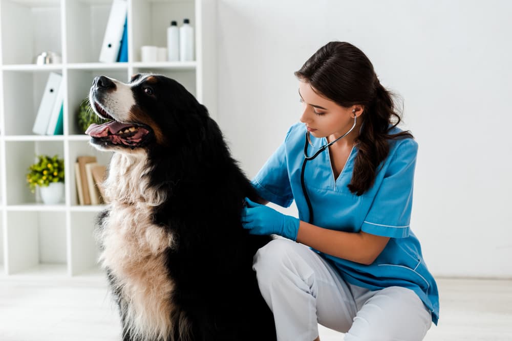 Veterinarian treating dog at office