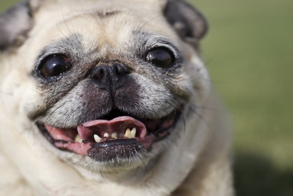 Pug with bad breath