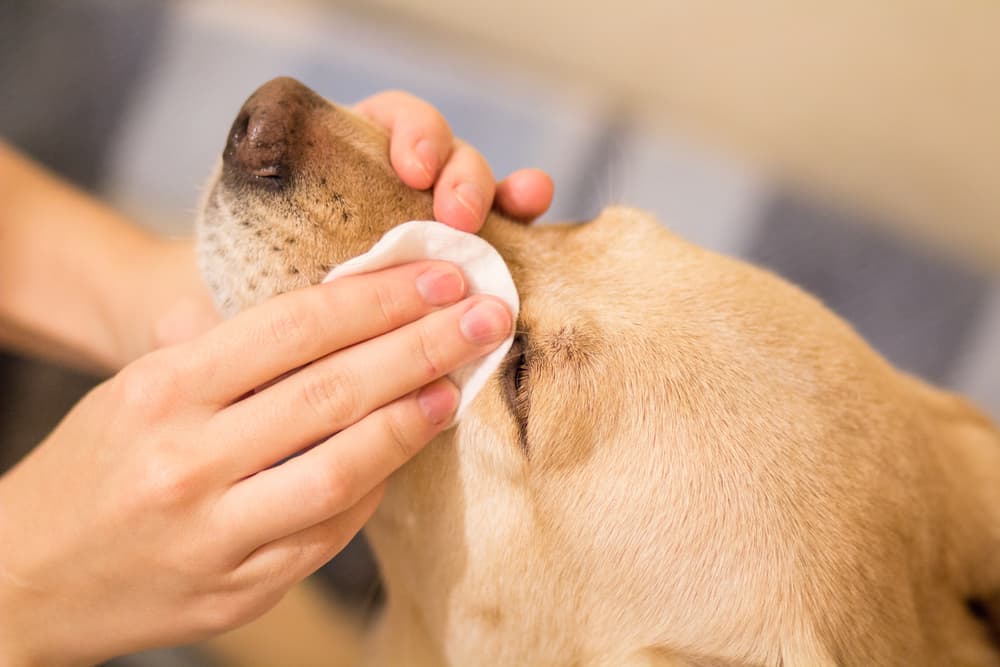 Dog owner cleaning tear stains