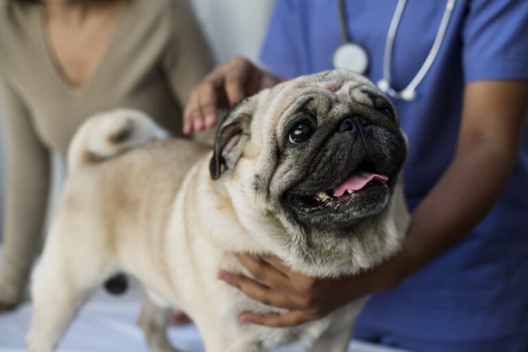 Pug Dog Encephalitis Great Pet Care