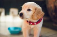 Pyoderma in Dogs