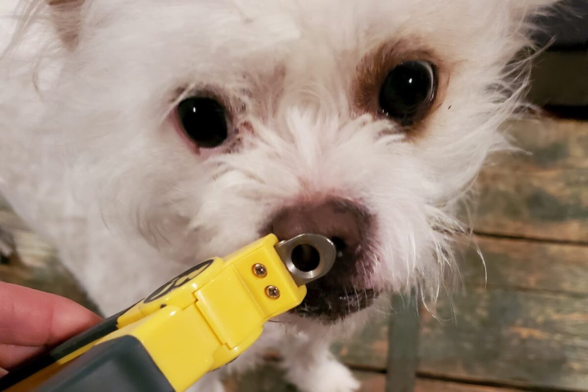 How to Use Dog Nail Clippers Great Pet Care