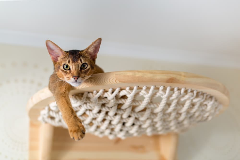 Cat on hammock in house