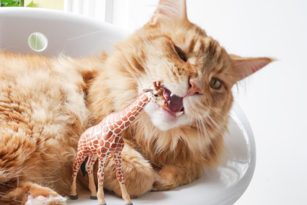 Cat chewing on children's toy